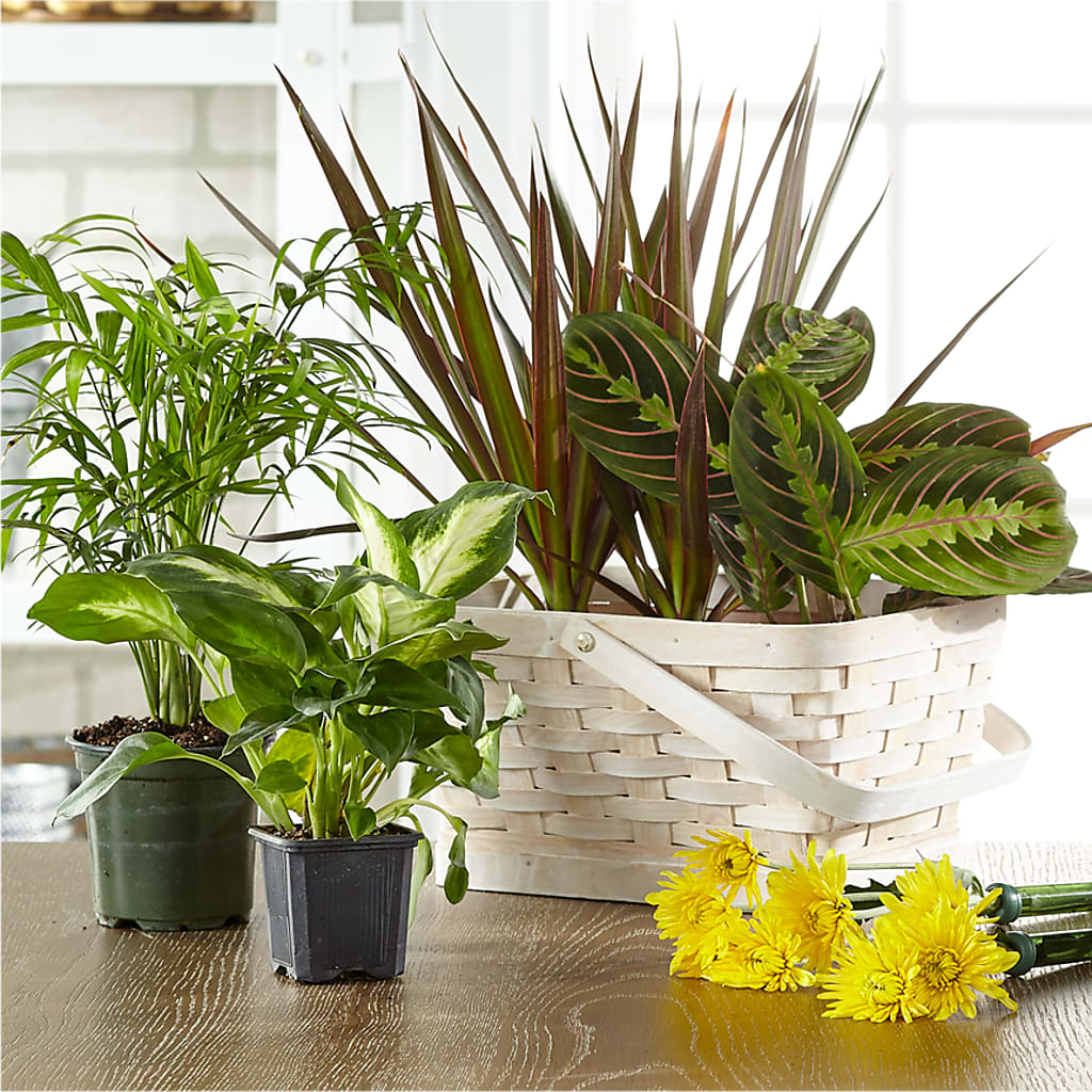 Florist Designed Blooming and Green Plants in a Basket – Holtschlag Florist, Quincy IL