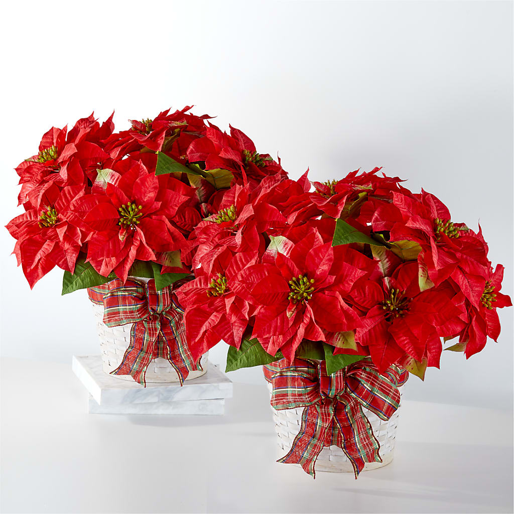 Happiest Holidays Poinsettia Bundle – Holtschlag Florist, Quincy IL