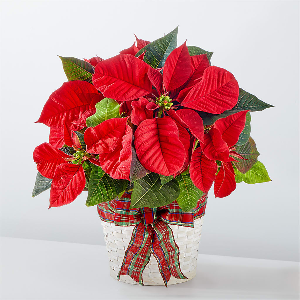 Happiest Holidays Poinsettia – Holtschlag Florist, Quincy IL