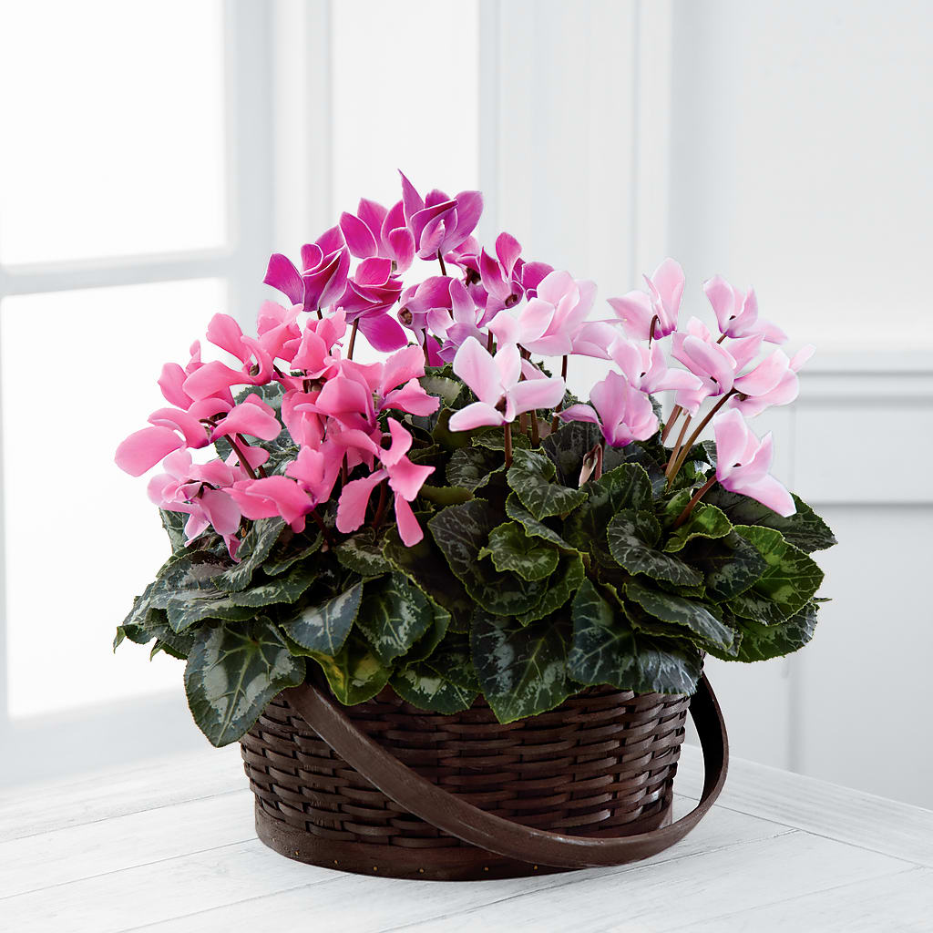 Mixed Cyclamen Planter – Holtschlag Florist, Quincy IL