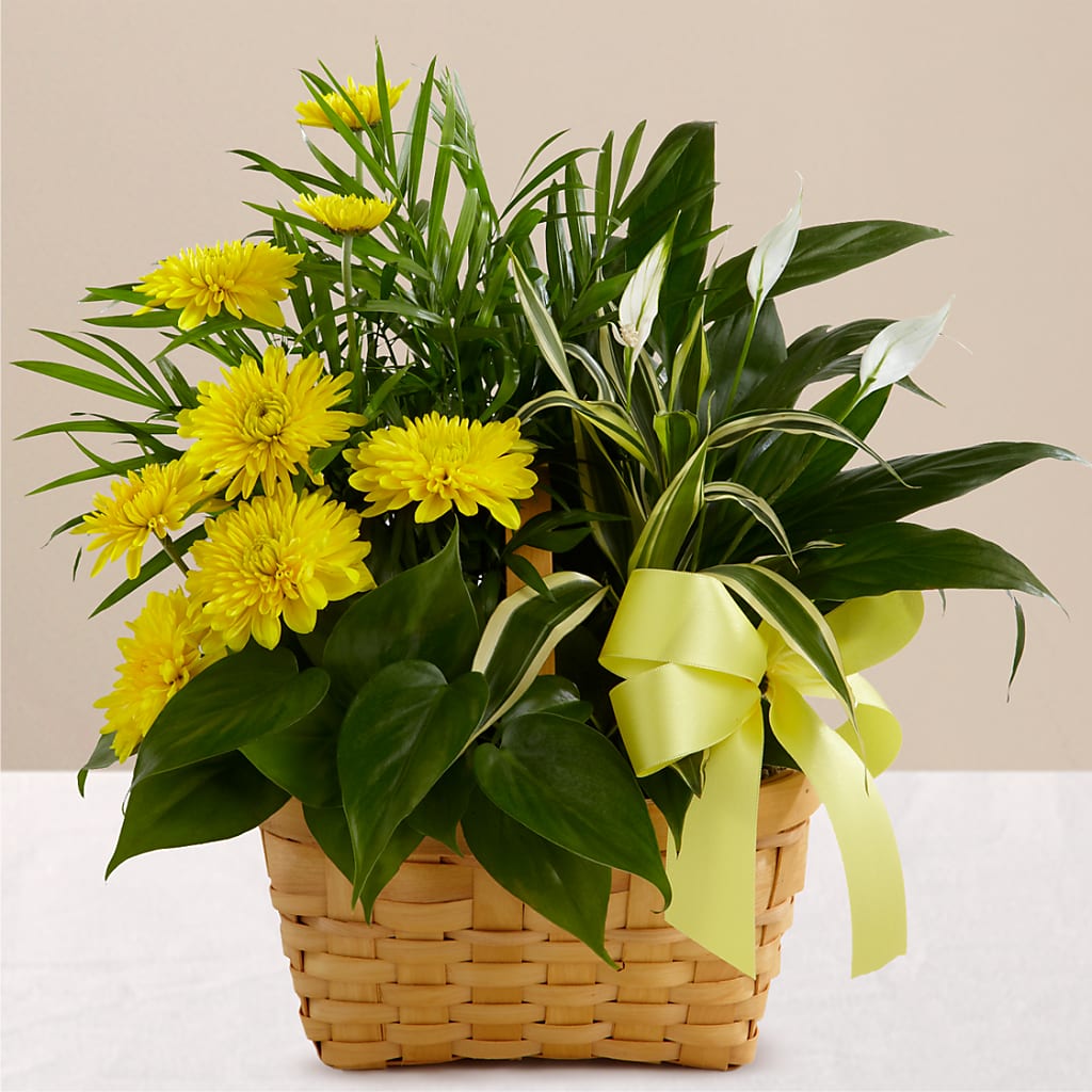 Loving Light Dishgarden – Holtschlag Florist, Quincy IL