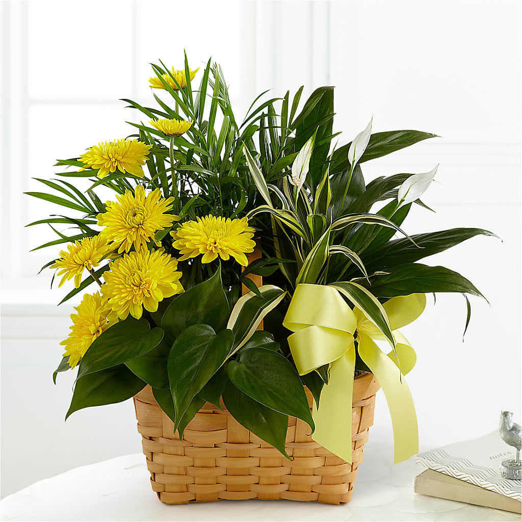 Loving Light Dishgarden – Holtschlag Florist, Quincy IL