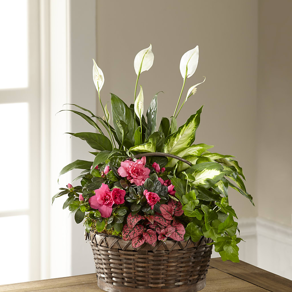 Dream in Pink Dishgarden – Holtschlag Florist, Quincy IL