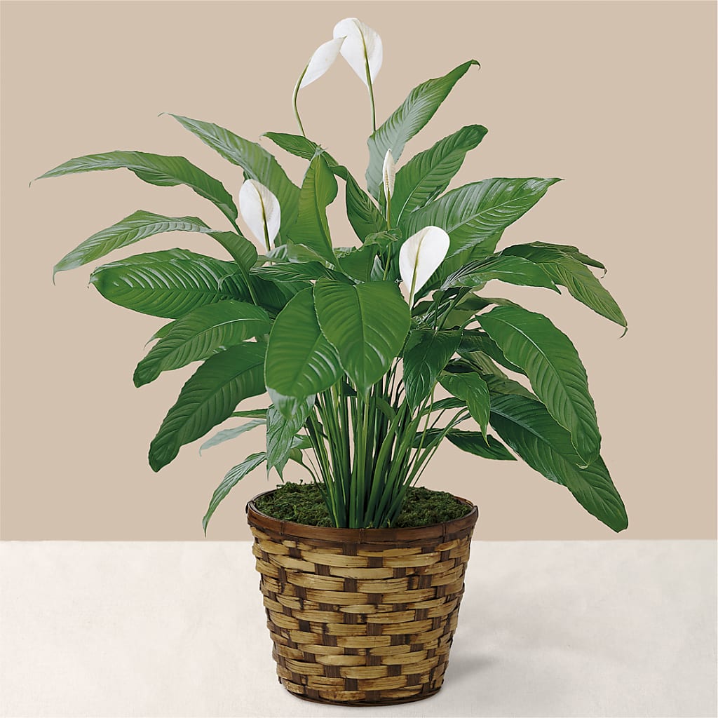 Tranquil Moments Peace Lily Plant – Holtschlag Florist, Quincy IL