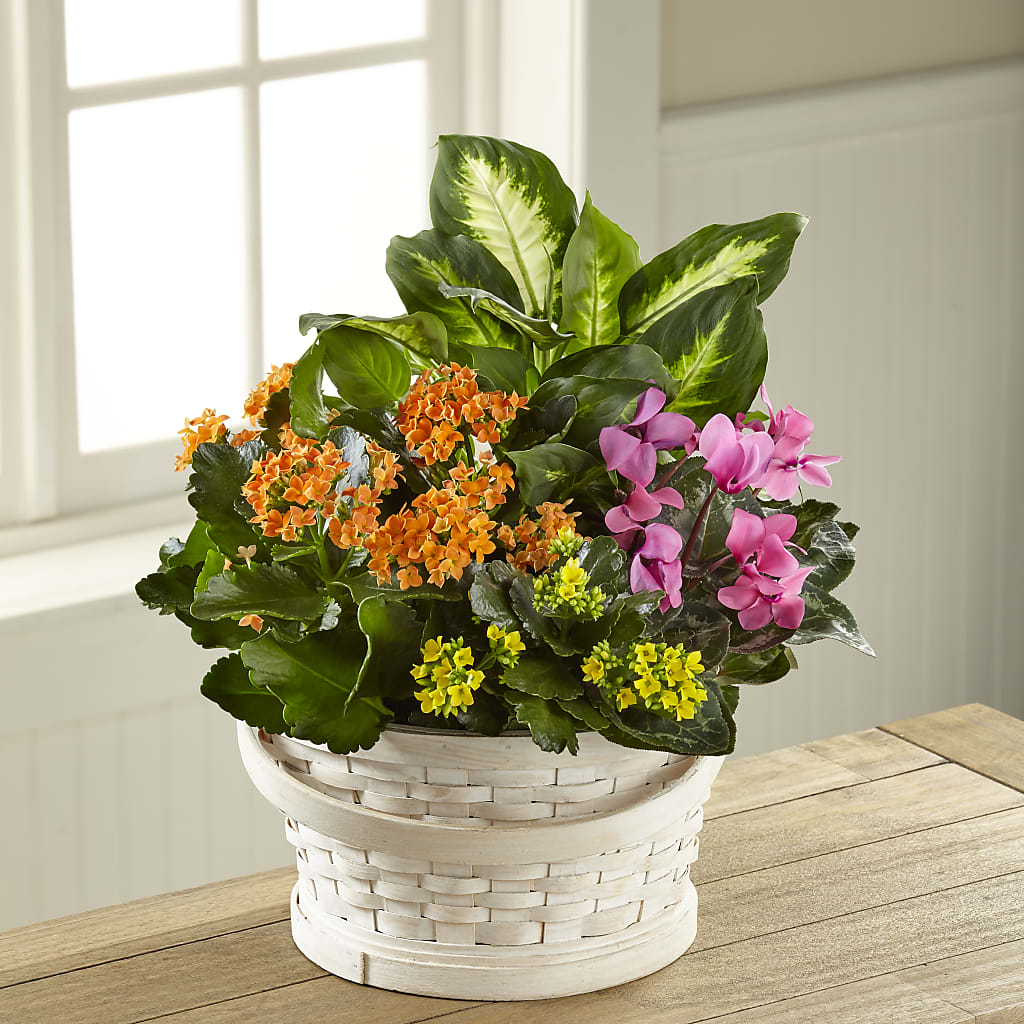Color Crush Dishgarden – Holtschlag Florist, Quincy IL