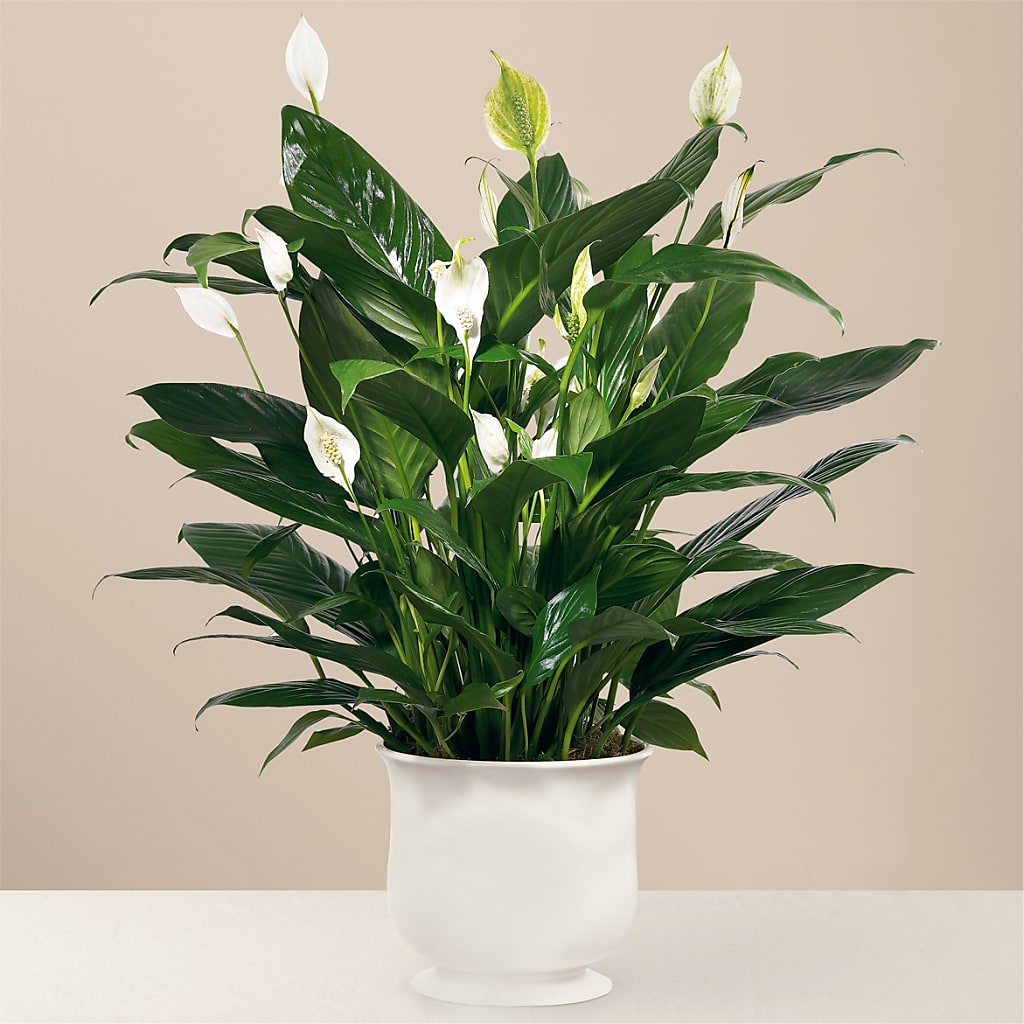 Comfort Planter – Holtschlag Florist, Quincy IL
