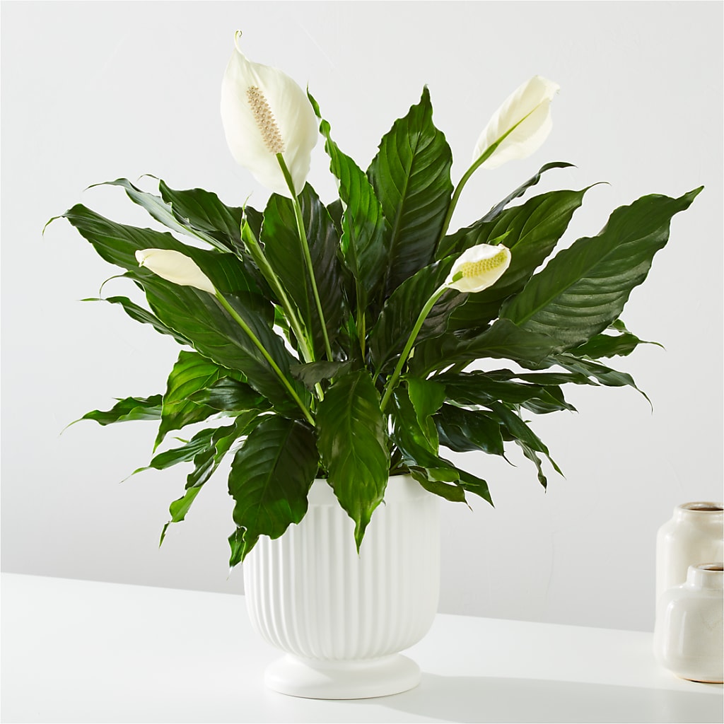 Comfort Planter – Holtschlag Florist, Quincy IL