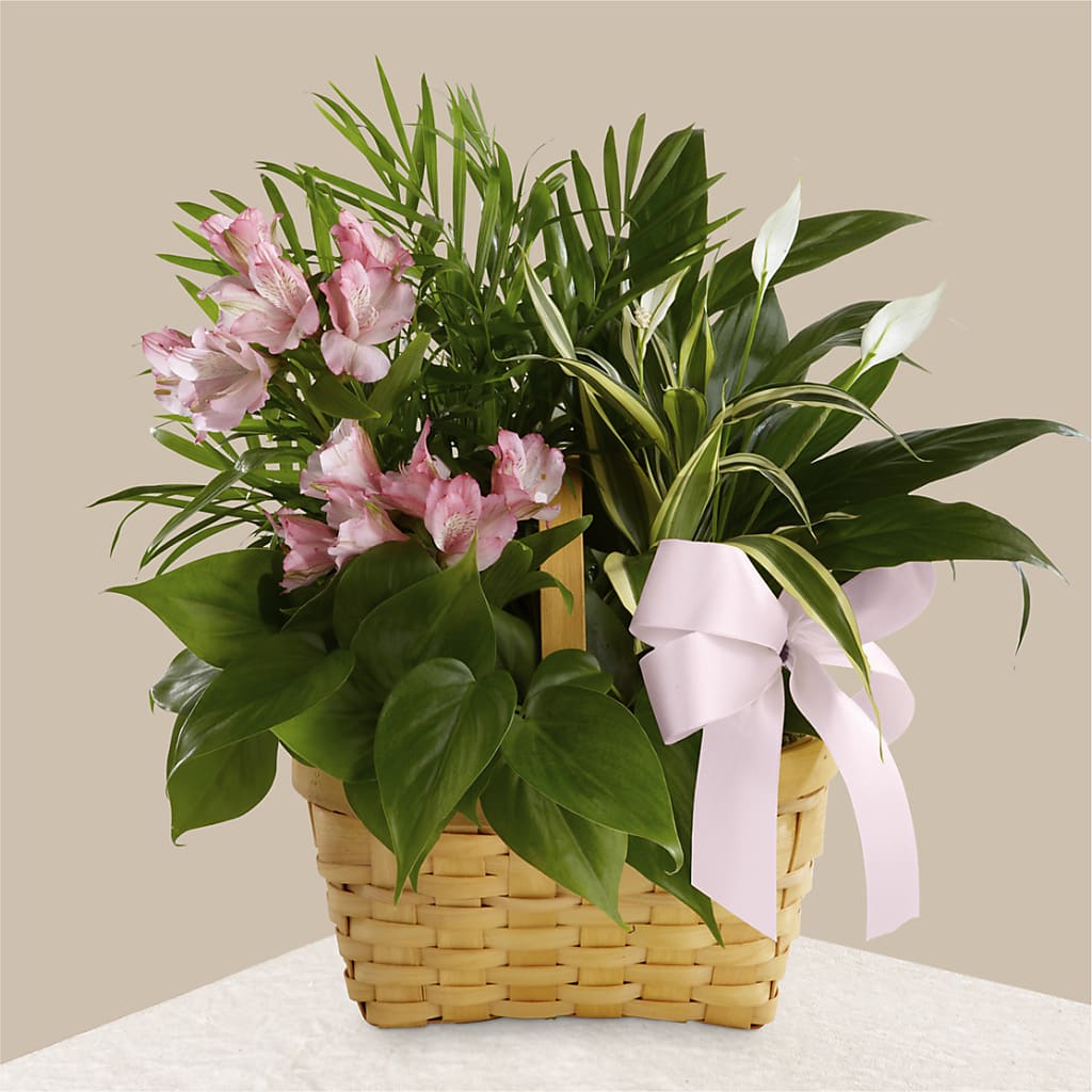 Living Spirit Dishgarden – Holtschlag Florist, Quincy IL