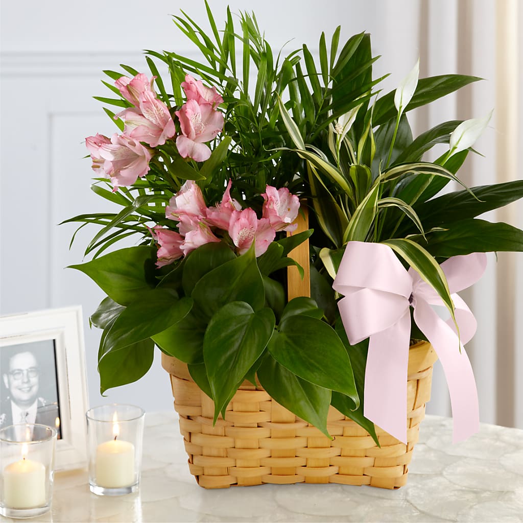 Living Spirit Dishgarden – Holtschlag Florist, Quincy IL