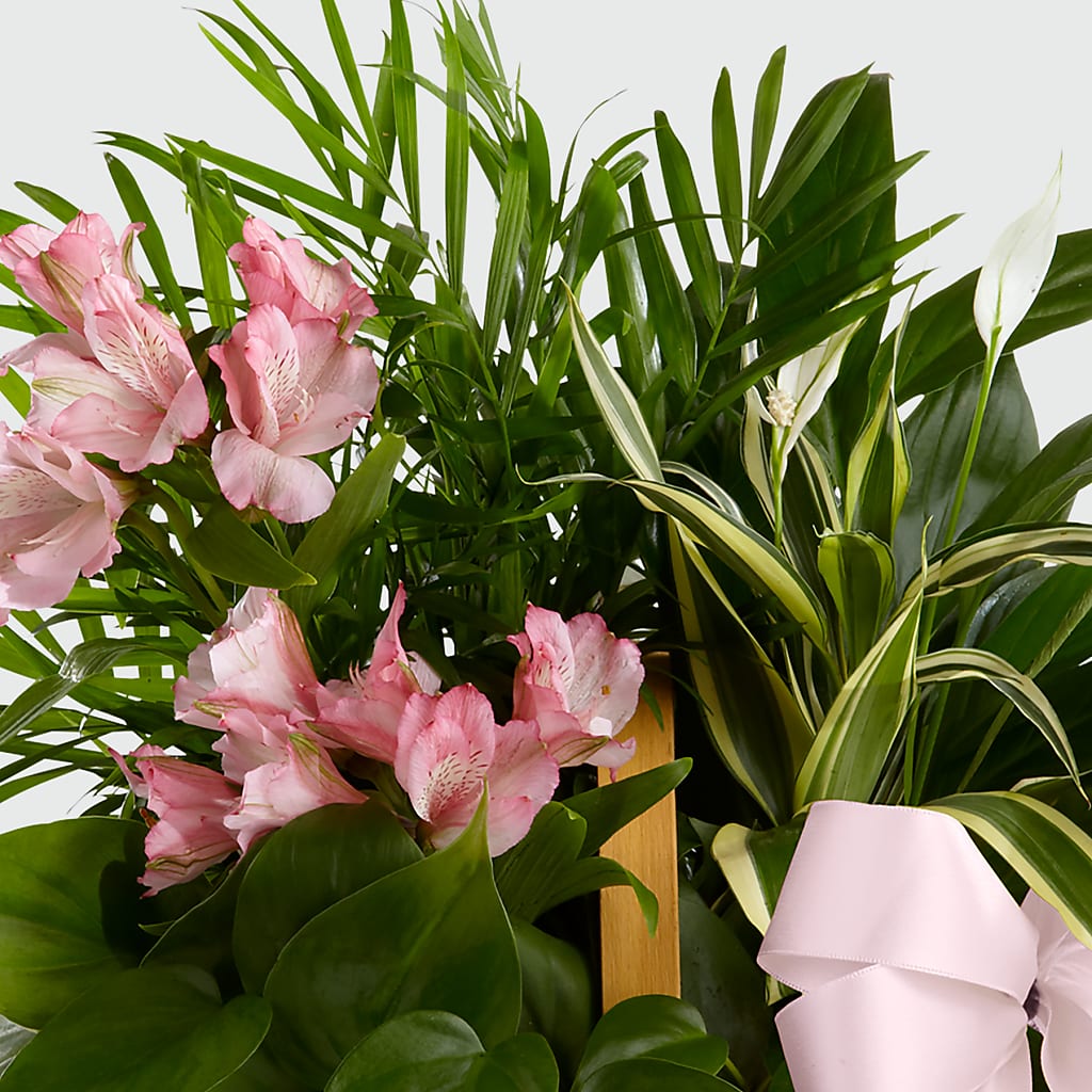 Living Spirit Dishgarden – Holtschlag Florist, Quincy IL