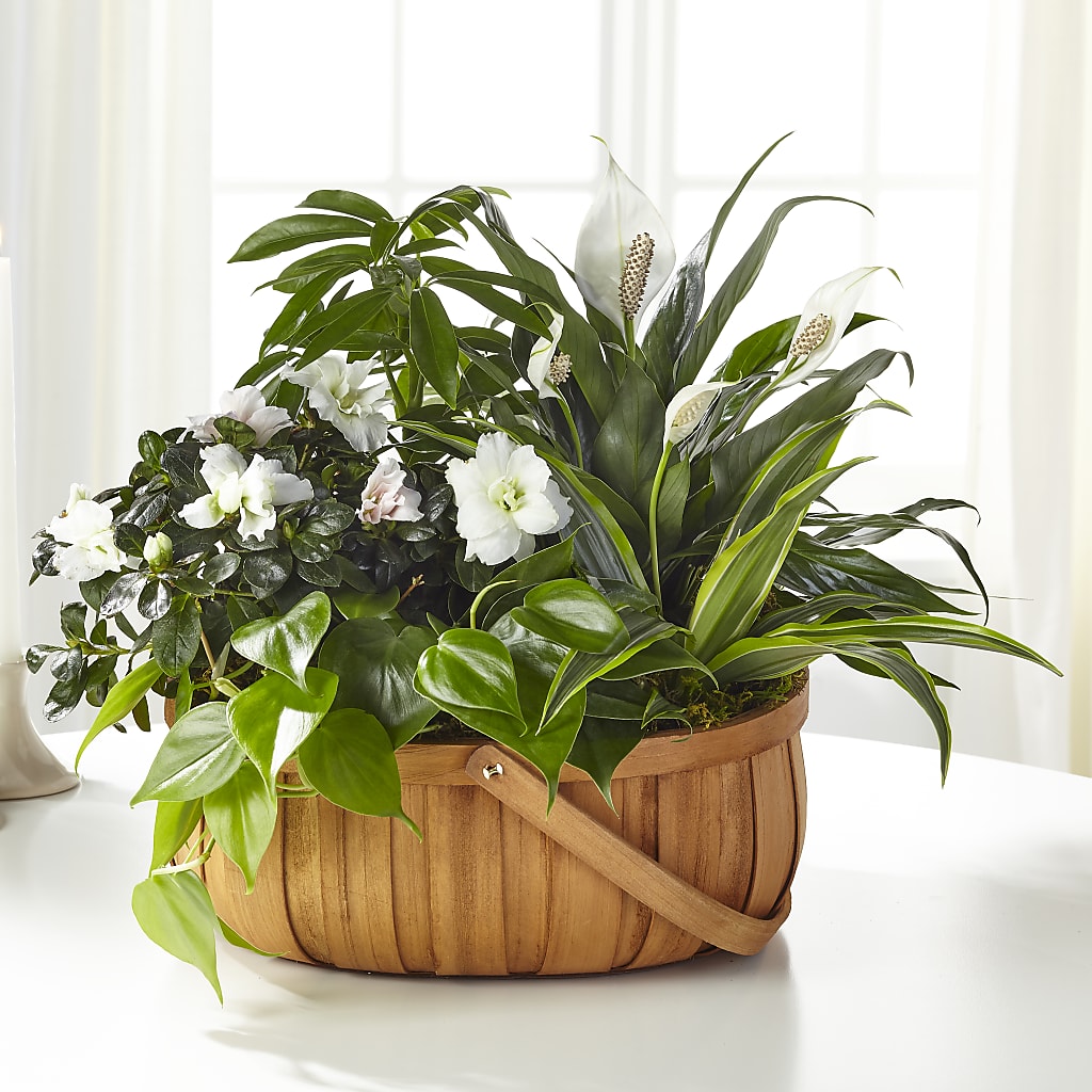 Serene Dishgarden – Holtschlag Florist, Quincy IL