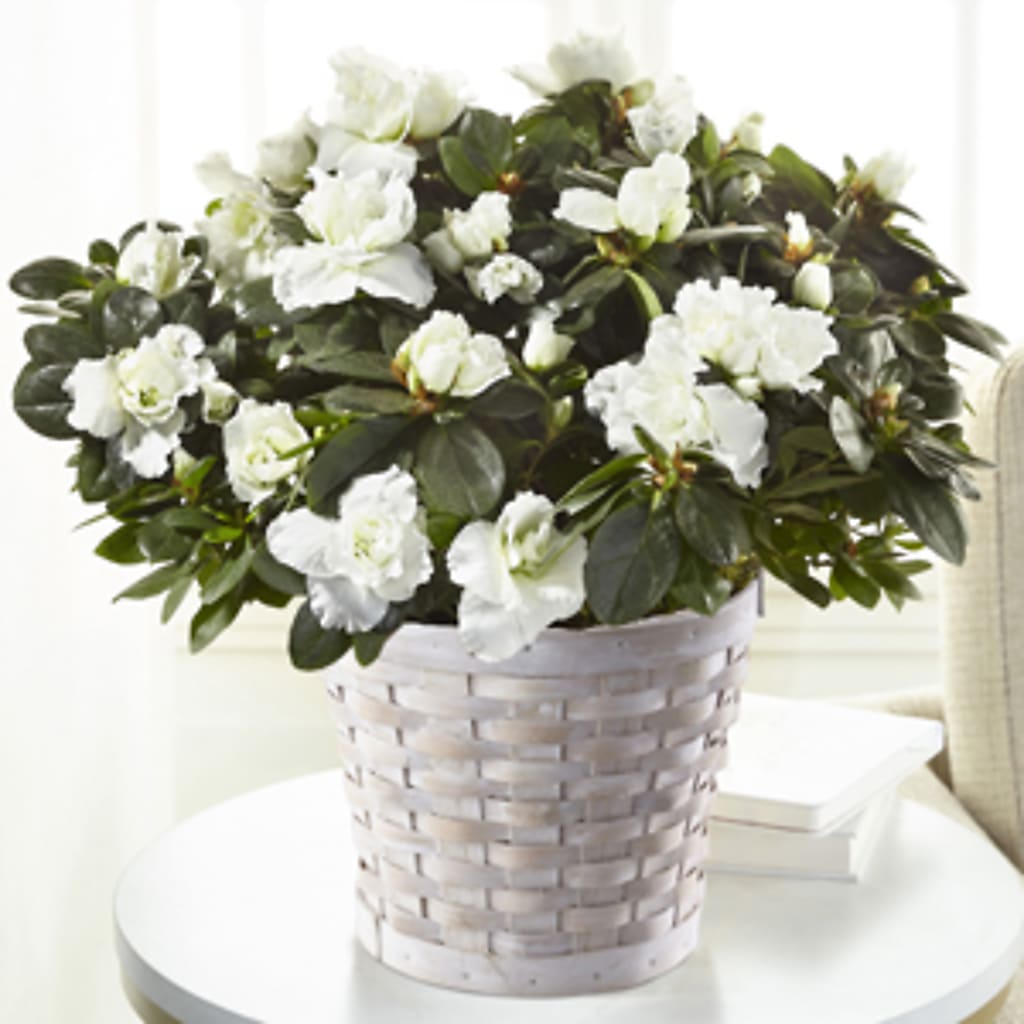 White Azalea Plant – Holtschlag Florist, Quincy IL