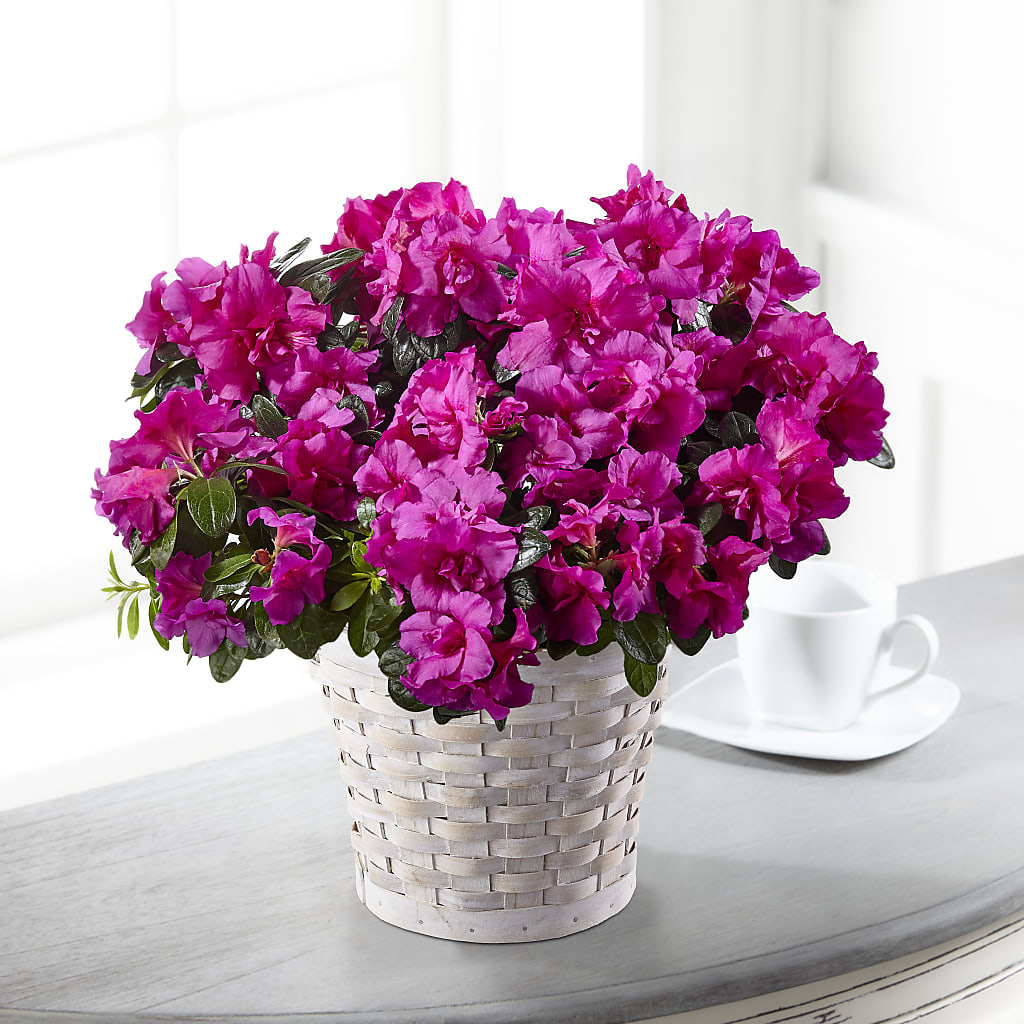 Hope & Serenity Azalea Plant – Holtschlag Florist, Quincy IL