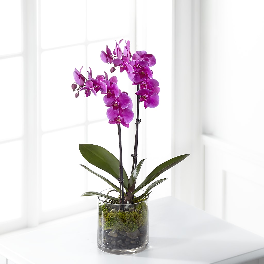 Pink Orchid Plant – Holtschlag Florist, Quincy IL