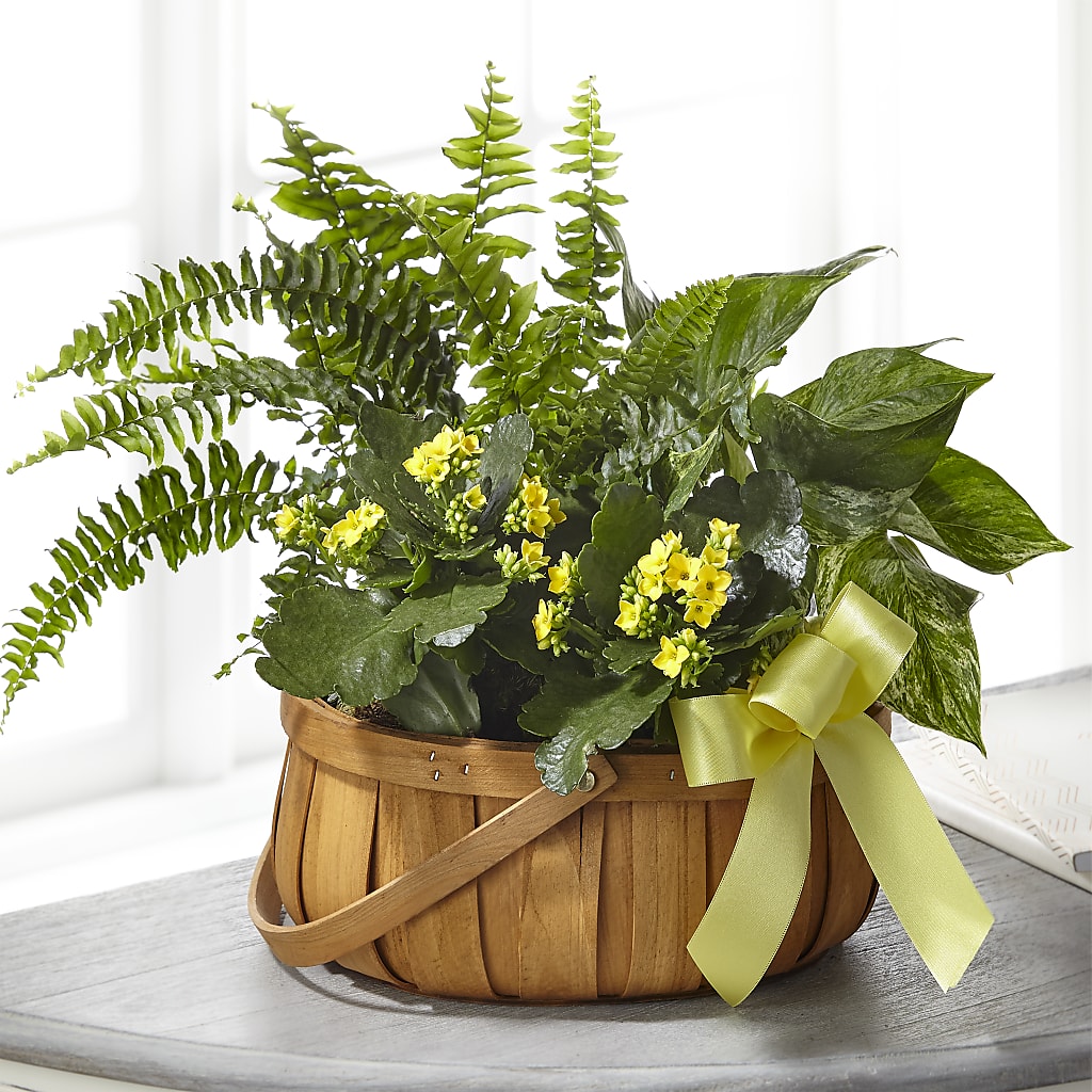 Always Dear Dishgarden – Holtschlag Florist, Quincy IL