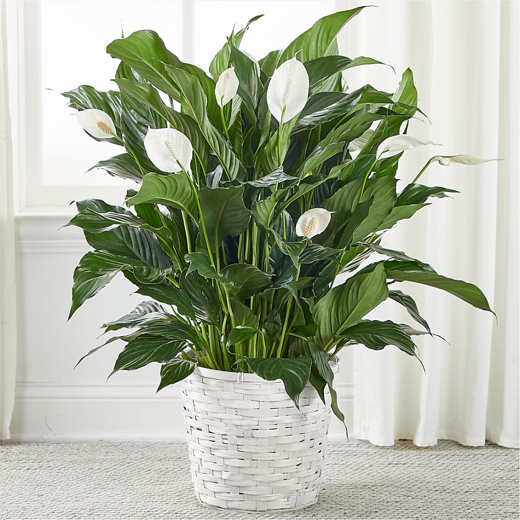 A New Leaf Peace Lily – Holtschlag Florist, Quincy IL
