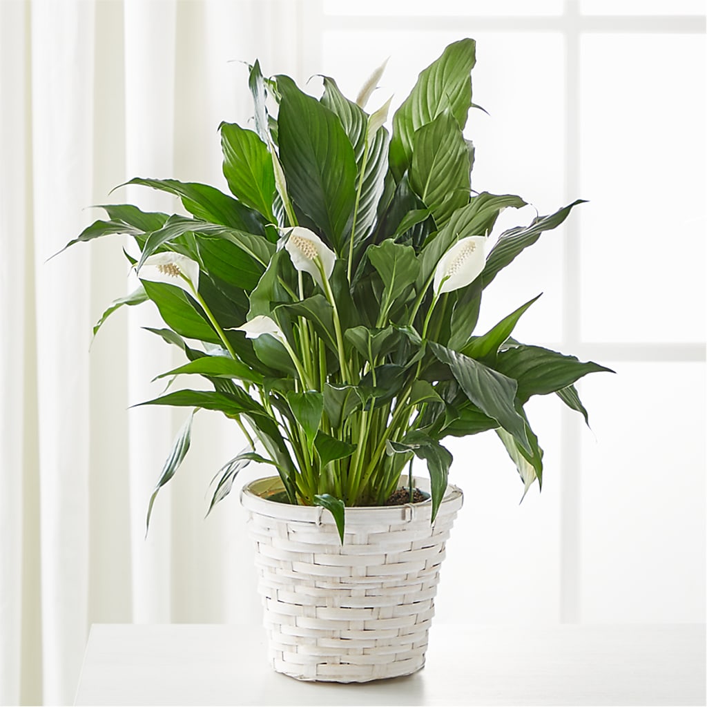 A New Leaf Peace Lily – Holtschlag Florist, Quincy IL