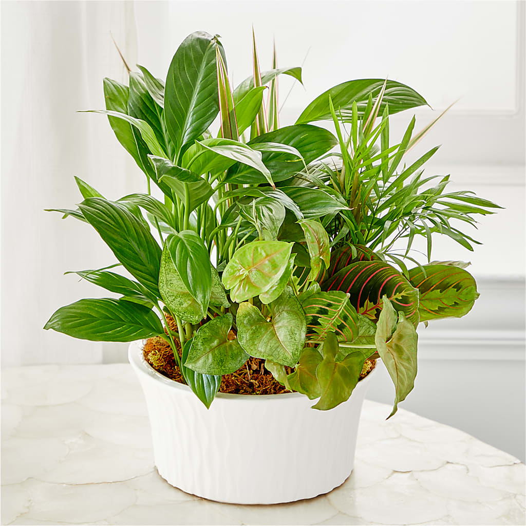Balance & Harmony Dishgarden – Holtschlag Florist, Quincy IL
