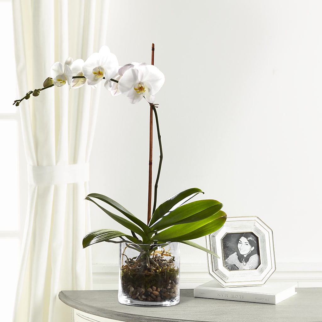 White Orchid Planter – Holtschlag Florist, Quincy IL