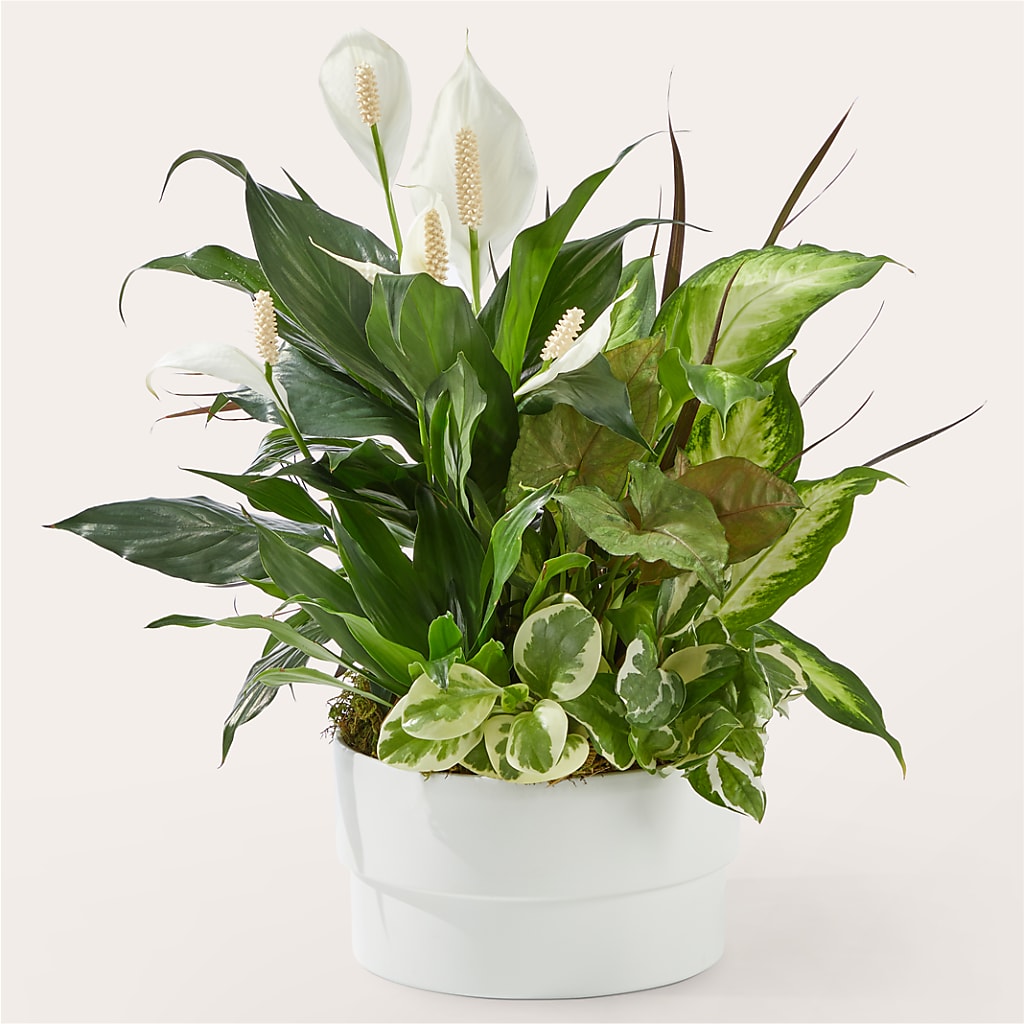 Radiating Positivity Dishgarden – Holtschlag Florist, Quincy IL