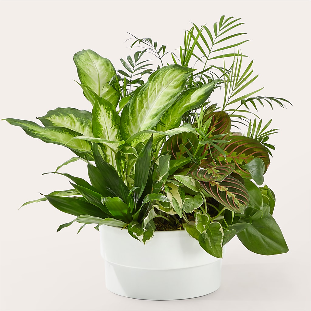 Radiating Positivity Dishgarden – Holtschlag Florist, Quincy IL