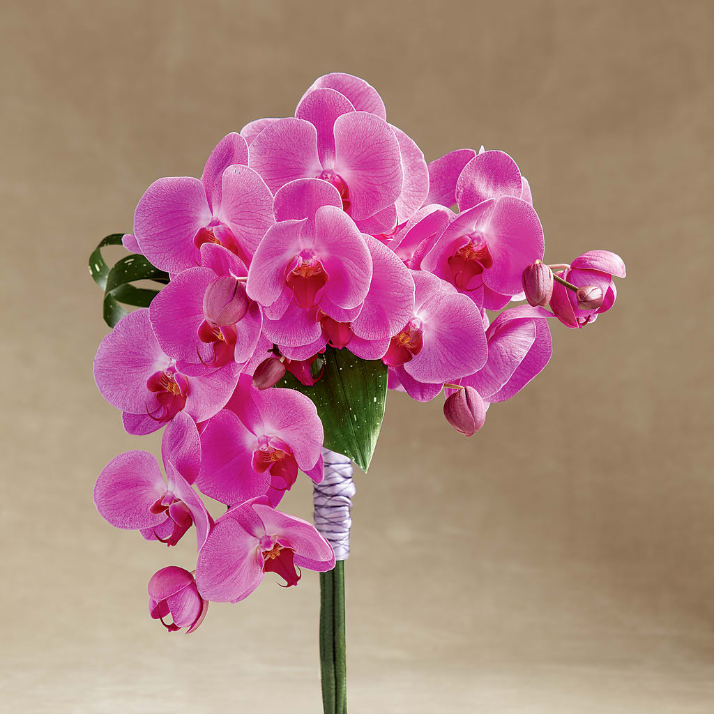 Glorious Bouquet – Holtschlag Florist, Quincy IL