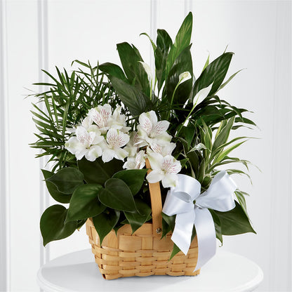Peace & Serenity Dishgarden –  Holtschlag Florist, Quincy IL