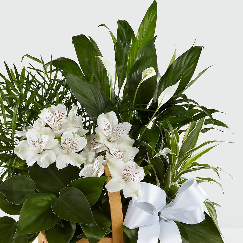 Peace & Serenity Dishgarden –  Holtschlag Florist, Quincy IL