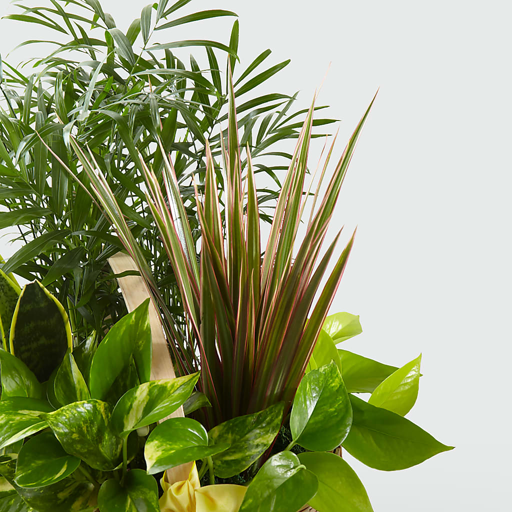 French Garden –  Holtschlag Florist, Quincy IL