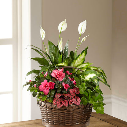 Dream in Pink Dishgarden –  Holtschlag Florist, Quincy IL