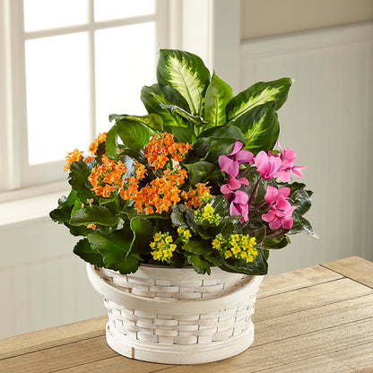 Color Crush Dishgarden –  Holtschlag Florist, Quincy IL