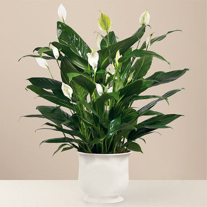 Comfort Planter –  Holtschlag Florist, Quincy IL