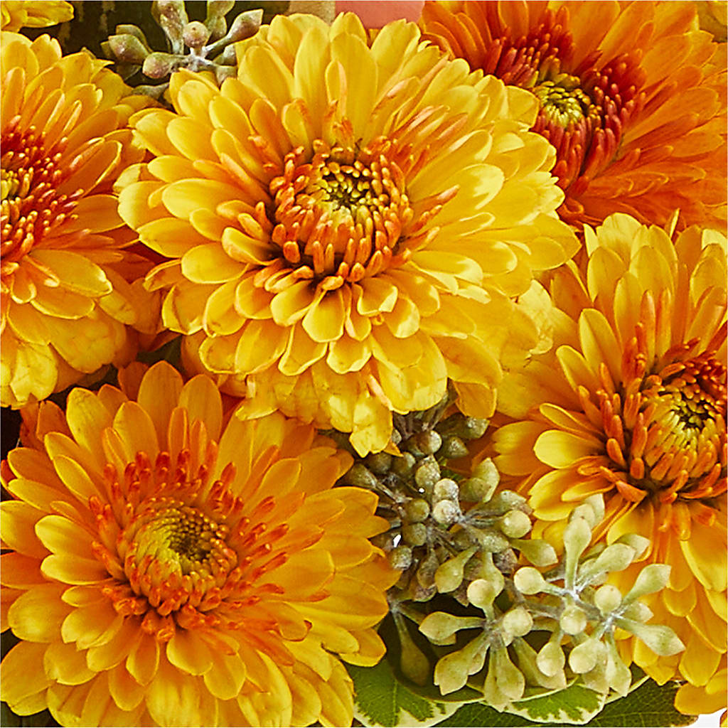 Peachy Pumpkin –  Holtschlag Florist, Quincy IL