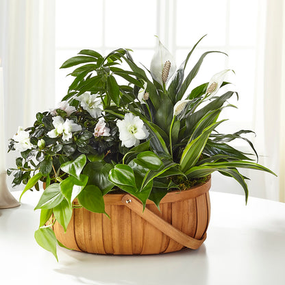 Serene Dishgarden –  Holtschlag Florist, Quincy IL