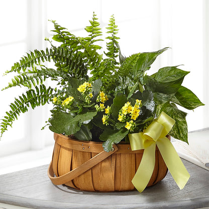 Always Dear Dishgarden –  Holtschlag Florist, Quincy IL