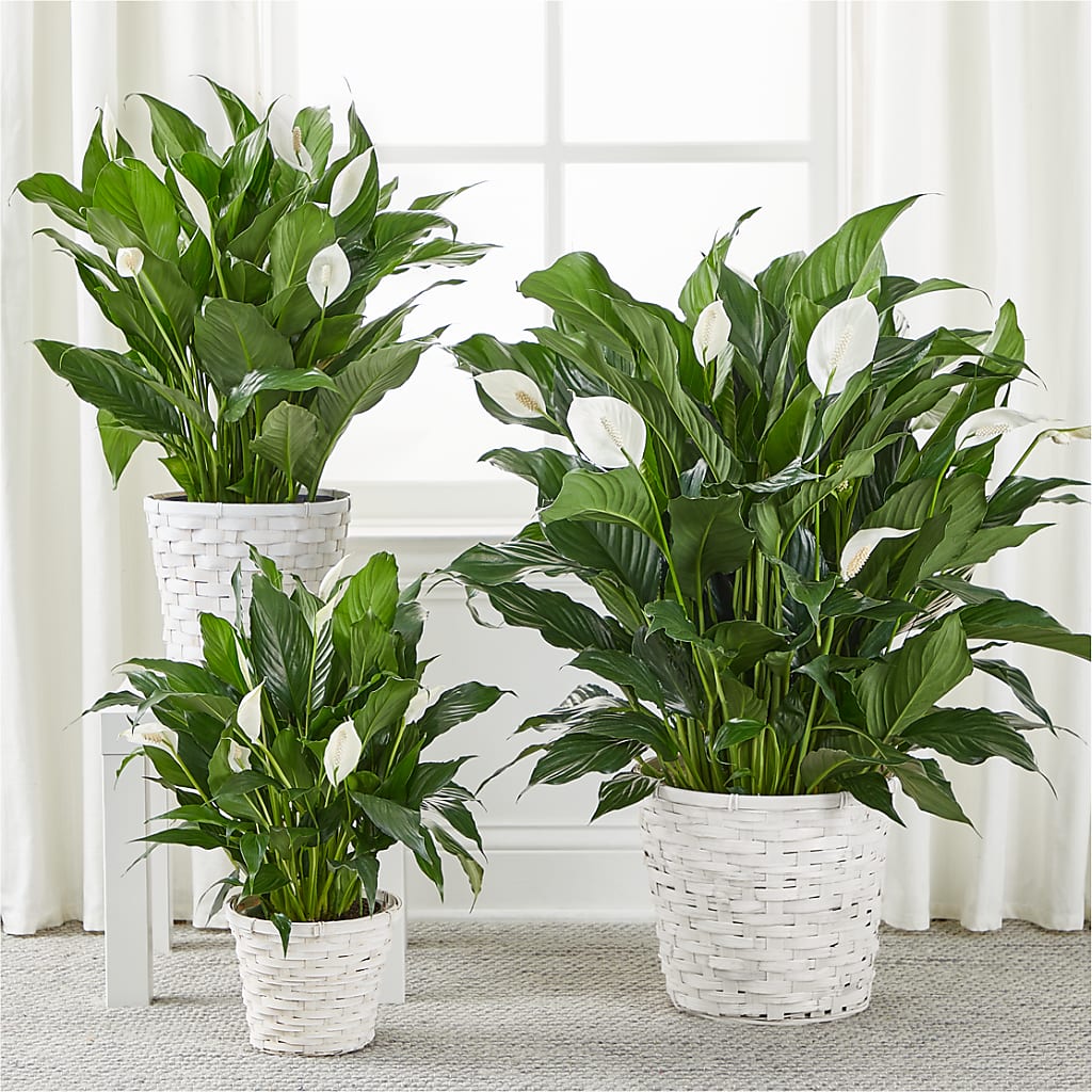A New Leaf Peace Lily –  Holtschlag Florist, Quincy IL