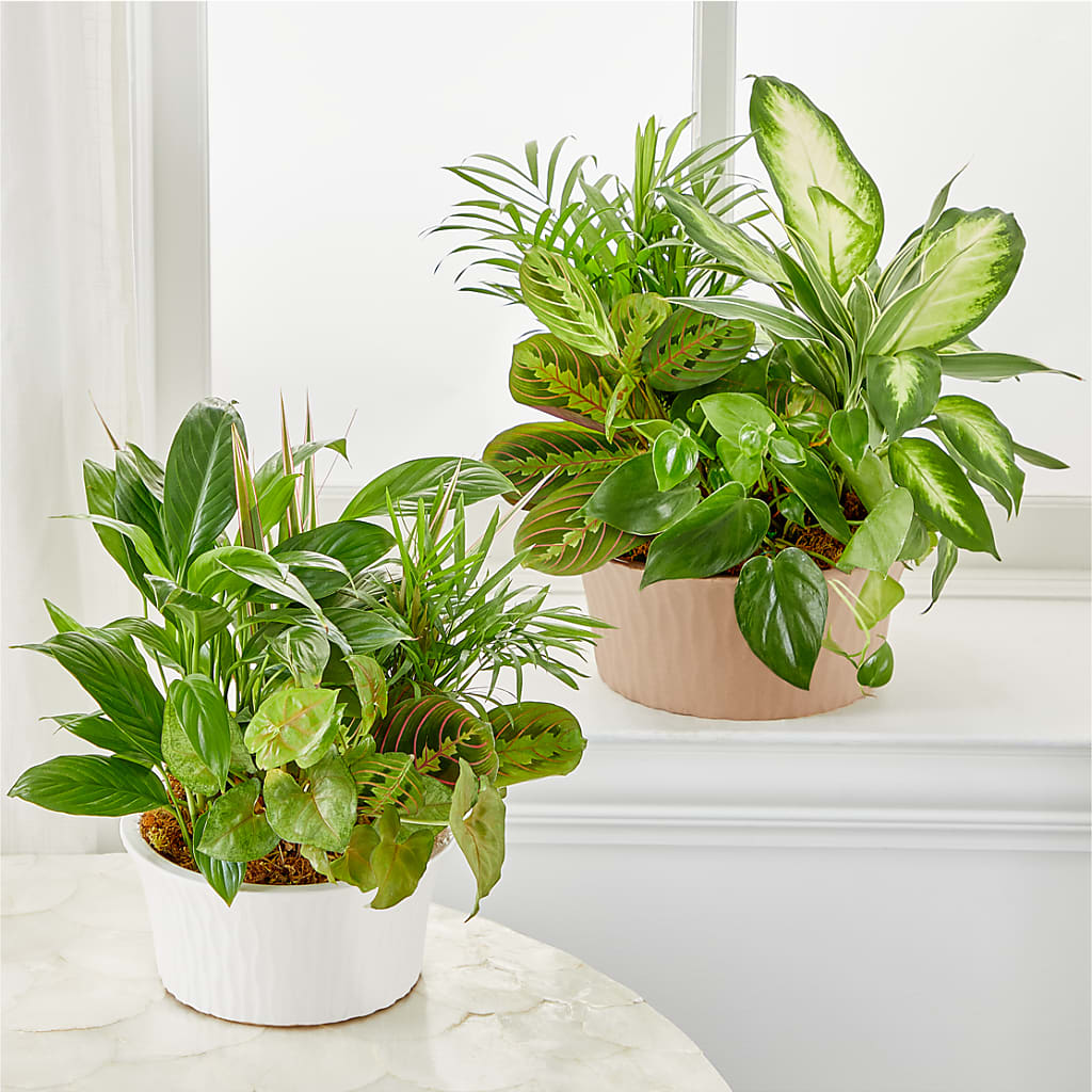Balance & Harmony Dishgarden –  Holtschlag Florist, Quincy IL