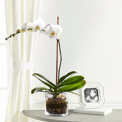 White Orchid Planter –  Holtschlag Florist, Quincy IL