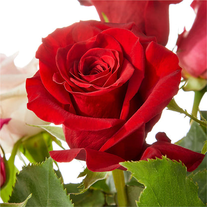 Love Notes Rose Bouquet –  Holtschlag Florist, Quincy IL